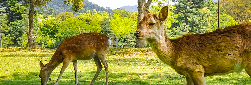 奈良県香芝市