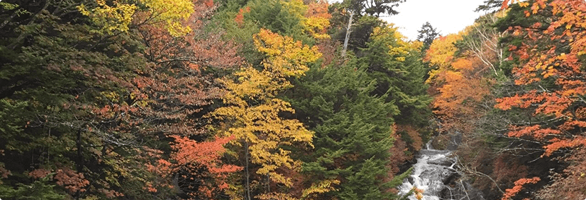 栃木県那須塩原市浮気度