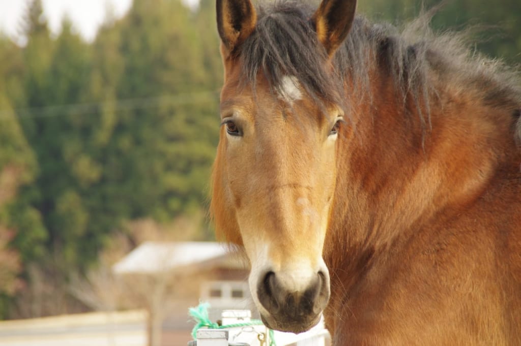 馬の顔アップ